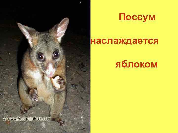 Поссум наслаждается яблоком 