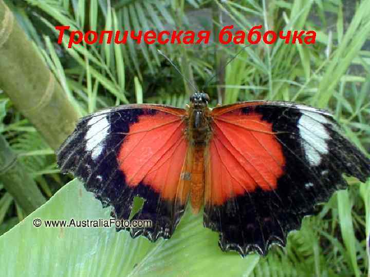 Тропическая бабочка 
