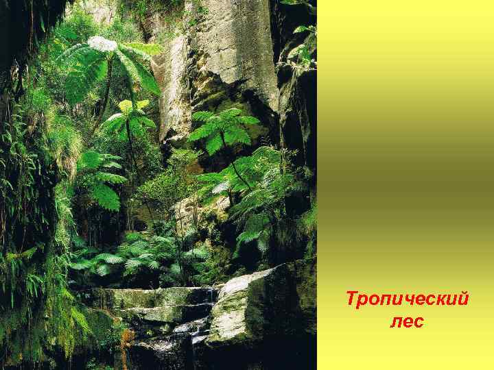 Тропический лес 
