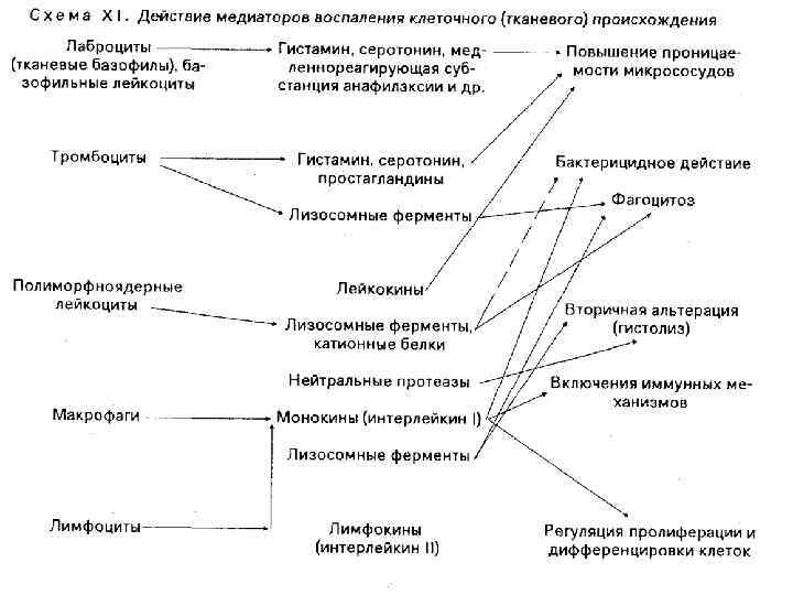 Схема воспаления медиаторы