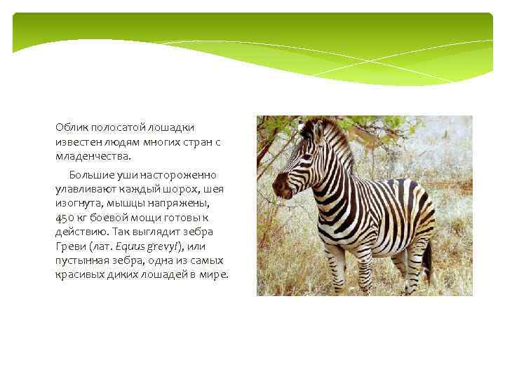 Облик полосатой лошадки известен людям многих стран с младенчества. Большие уши настороженно улавливают каждый