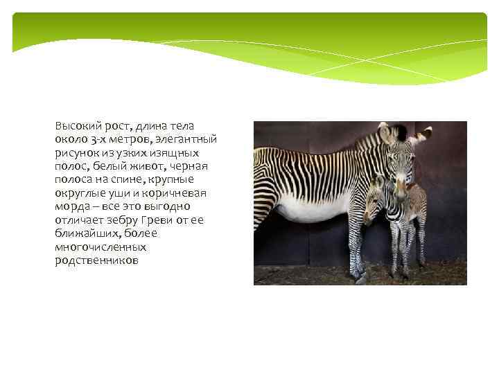 Высокий рост, длина тела около 3 -х метров, элегантный рисунок из узких изящных полос,
