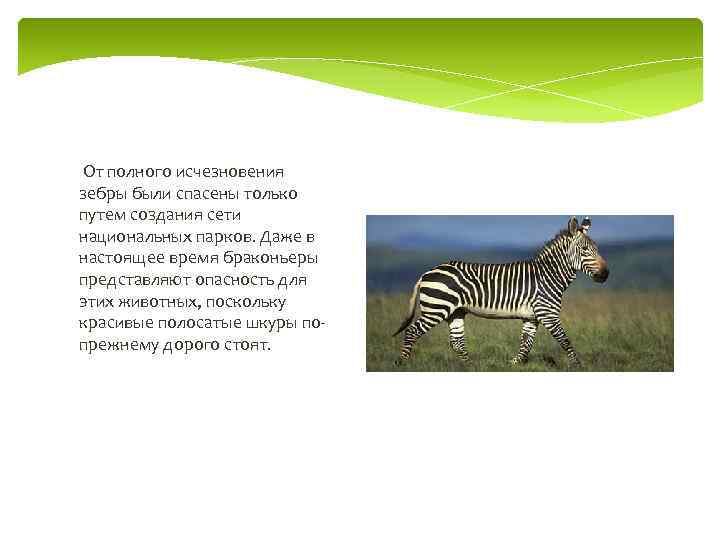  От полного исчезновения зебры были спасены только путем создания сети национальных парков. Даже