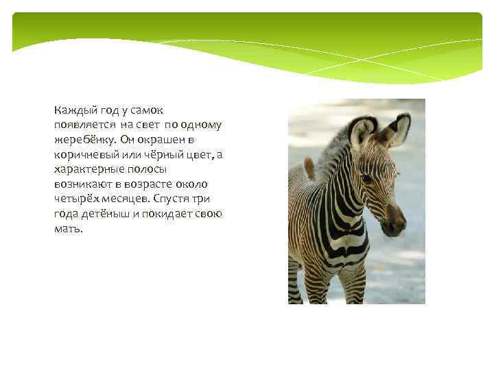 Каждый год у самок появляется на свет по одному жеребёнку. Он окрашен в коричневый