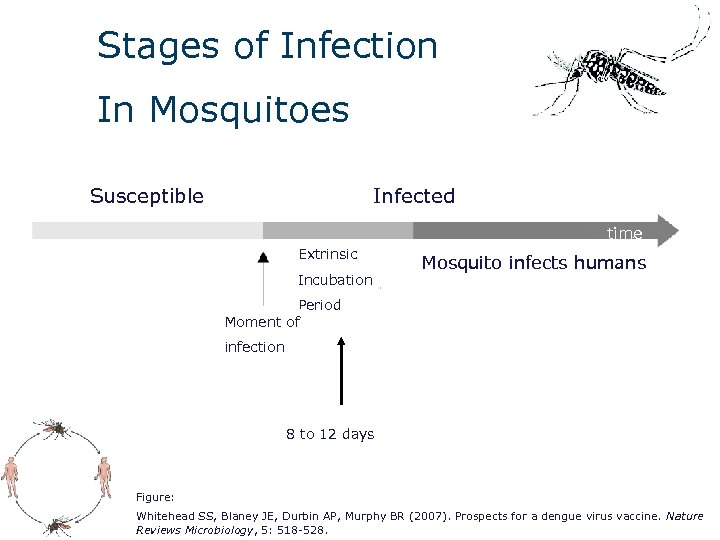 Stages of Infection In Mosquitoes Susceptible Infected time Extrinsic Incubation Mosquito infects humans Period