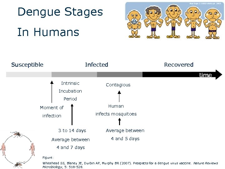 Dengue Stages In Humans Susceptible Infected Recovered time Intrinsic Contagious Incubation Period Moment of