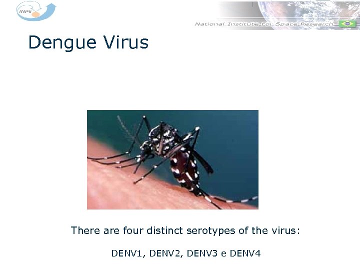 Dengue Virus There are four distinct serotypes of the virus: DENV 1, DENV 2,