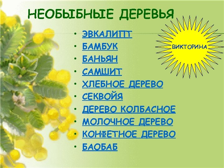 НЕОБЫБНЫЕ ДЕРЕВЬЯ • • • ЭВКАЛИПТ ВИКТОРИНА БАМБУК БАНЬЯН САМШИТ ХЛЕБНОЕ ДЕРЕВО СЕКВОЙЯ ДЕРЕВО