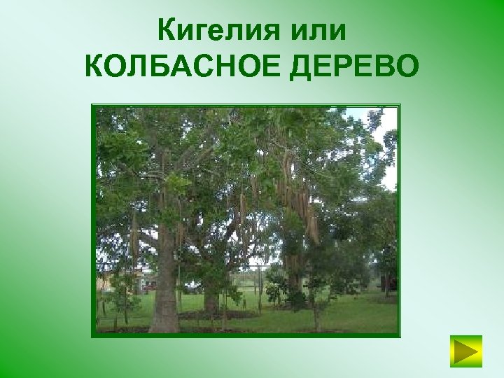 Кигелия или КОЛБАСНОЕ ДЕРЕВО 