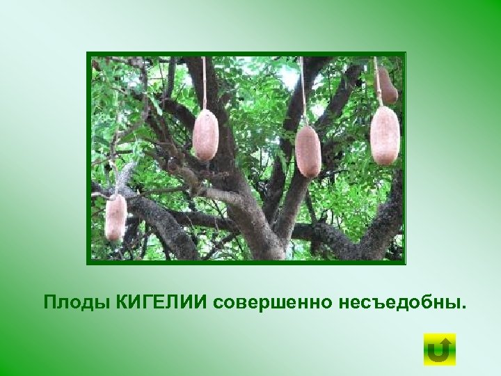 Плоды КИГЕЛИИ совершенно несъедобны. 