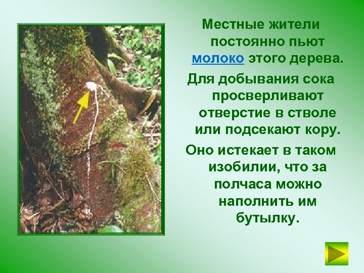 Местные жители постоянно пьют молоко этого дерева. Для добывания сока просверливают отверстие в стволе