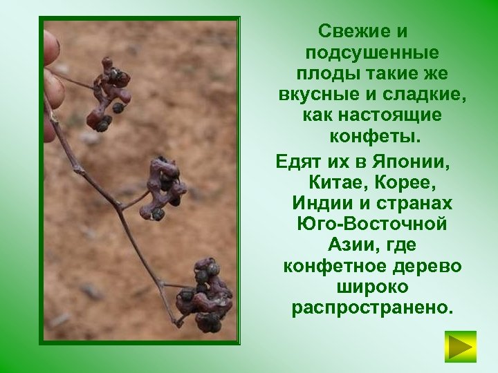 Свежие и подсушенные плоды такие же вкусные и сладкие, как настоящие конфеты. Едят их