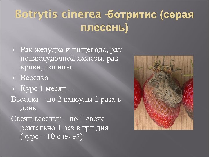 ботритис (серая Botrytis cinerea – плесень) Рак желудка и пищевода, рак поджелудочной железы, рак
