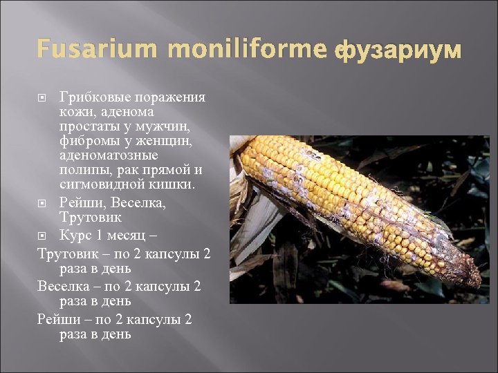 Fusarium moniliforme фузариум Грибковые поражения кожи, аденома простаты у мужчин, фибромы у женщин, аденоматозные