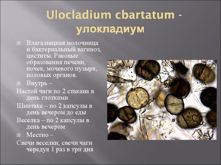 Ulocladium cbartatum улокладиум Влагалищная молочница и бактериальный вагиноз, циститы. Раковые образования печени, почек, мочевого