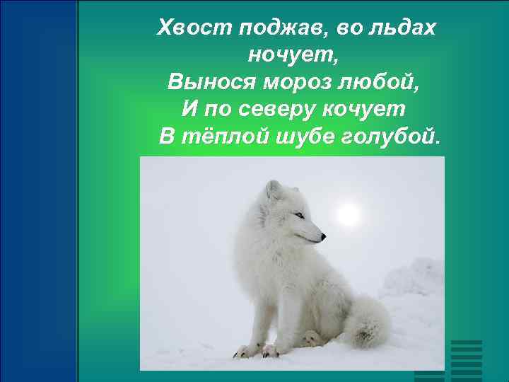 Хвост поджав, во льдах ночует, Вынося мороз любой, И по северу кочует В тёплой