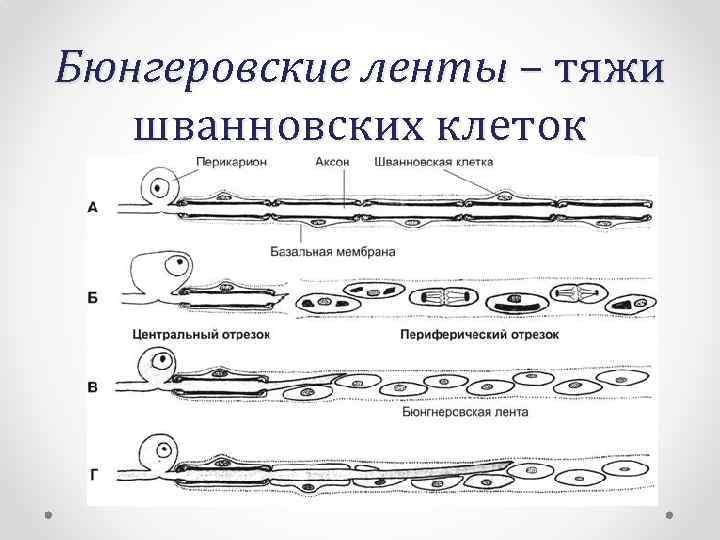 Бюнгеровские ленты – тяжи шванновских клеток 