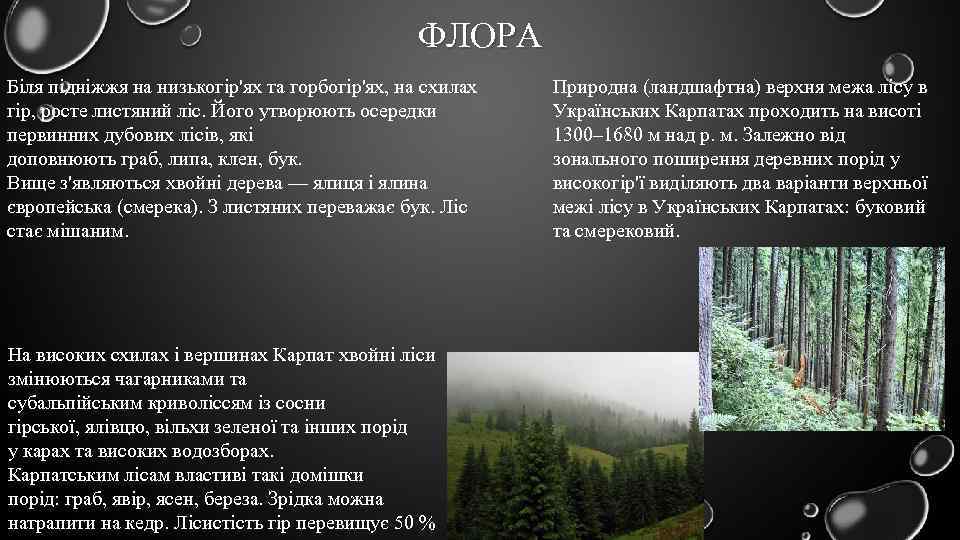 ФЛОРА Біля підніжжя на низькогір'ях та горбогір'ях, на схилах гір, росте листяний ліс. Його