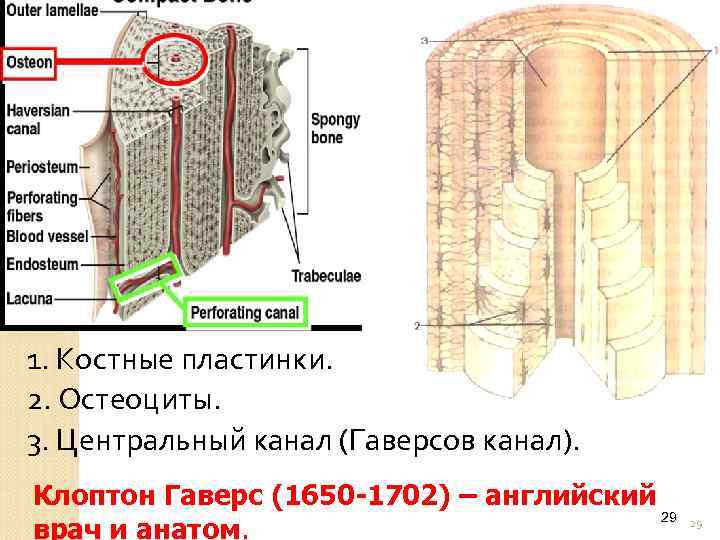 1. Костные пластинки. 2. Остеоциты. 3. Центральный канал (Гаверсов канал). Клоптон Гаверс (1650 -1702)