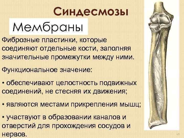Синдесмозы Мембраны Фиброзные пластинки, которые соединяют отдельные кости, заполняя значительные промежутки между ними. Функциональное