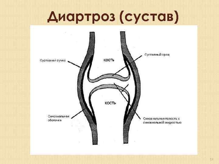 Диартроз (сустав) 52 