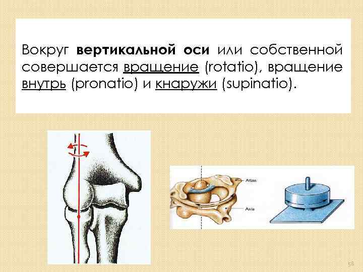 Вокруг вертикальной оси или собственной совершается вращение (rotatio), вращение внутрь (pronatio) и кнаружи (supinatio).