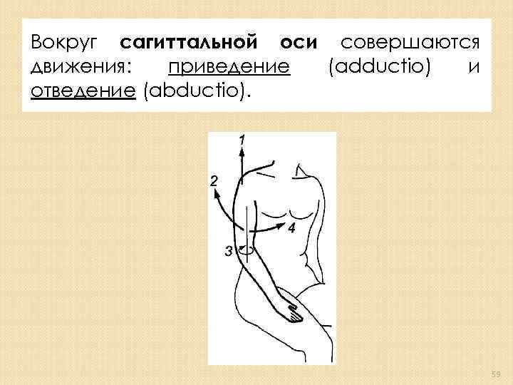 Вокруг сагиттальной оси совершаются движения: приведение (adductio) и отведение (abductio). 59 