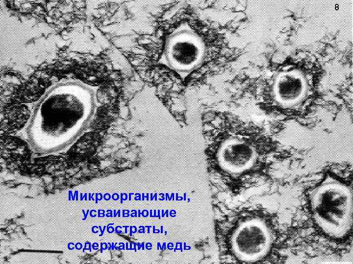 Микроорганизмы в активном иле при биологической очистке с фото