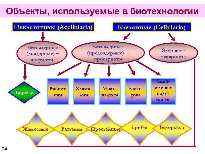 Мфти биотехнология бакалавриат учебный план