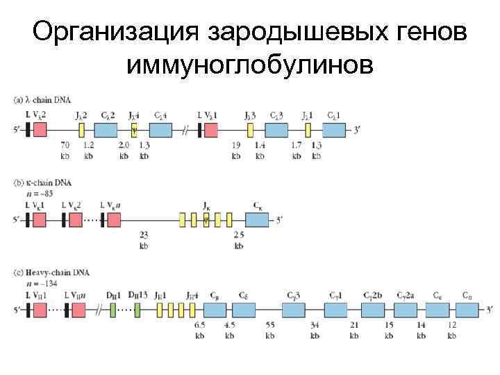 Организация зародышевых генов иммуноглобулинов 