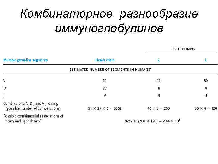 Комбинаторное разнообразие иммуноглобулинов 