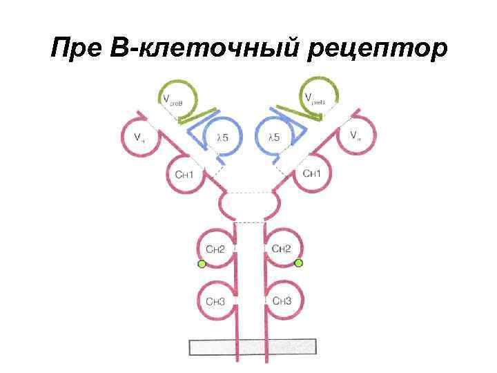 Пре В-клеточный рецептор 