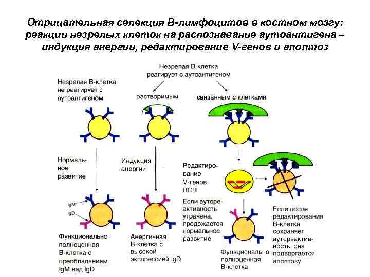 Отрицательная селекция В-лимфоцитов в костном мозгу: реакции незрелых клеток на распознавание аутоантигена – индукция