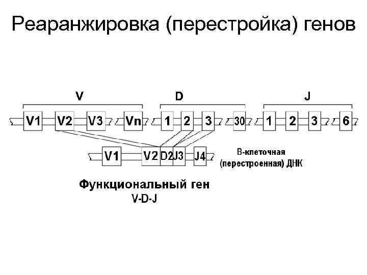 Реаранжировка (перестройка) генов V D J 