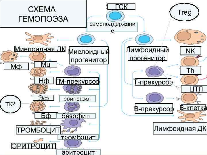 Схема дифференцировки в лимфоцитов