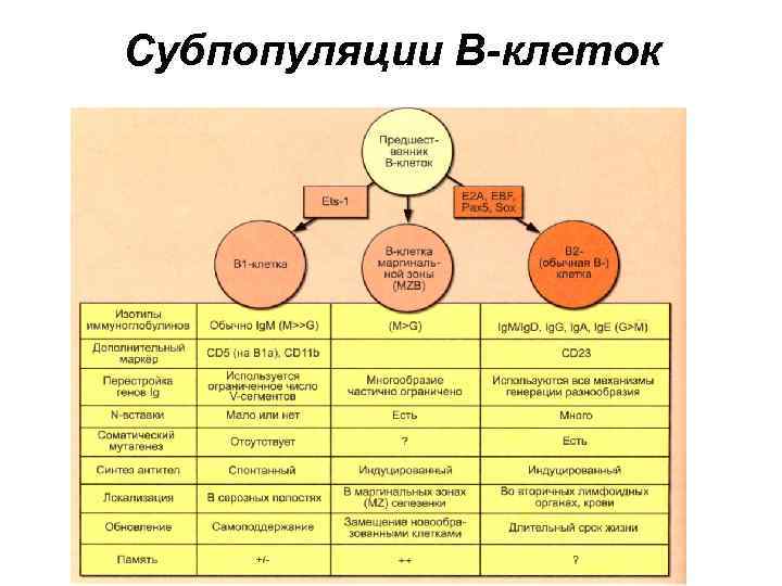 Субпопуляции В-клеток 