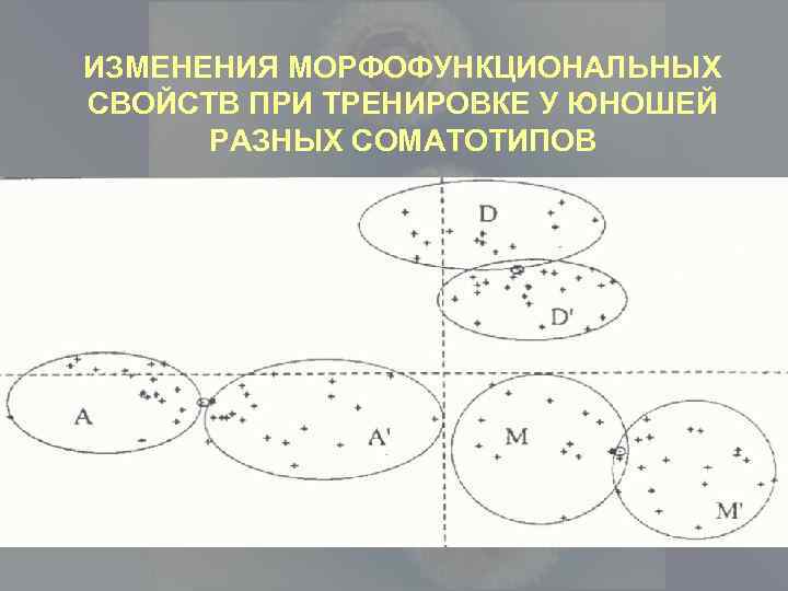 ИЗМЕНЕНИЯ МОРФОФУНКЦИОНАЛЬНЫХ СВОЙСТВ ПРИ ТРЕНИРОВКЕ У ЮНОШЕЙ РАЗНЫХ СОМАТОТИПОВ 