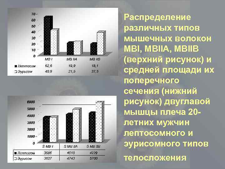 Распределение различных типов мышечных волокон MBI, MBIIA, MBIIB (верхний рисунок) и средней площади их