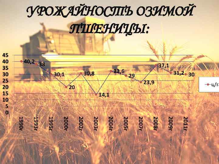 УРОЖАЙНОСТЬ ОЗИМОЙ ПШЕНИЦЫ: 
