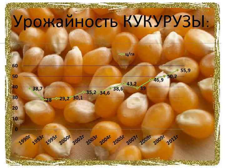 Урожайность КУКУРУЗЫ: 