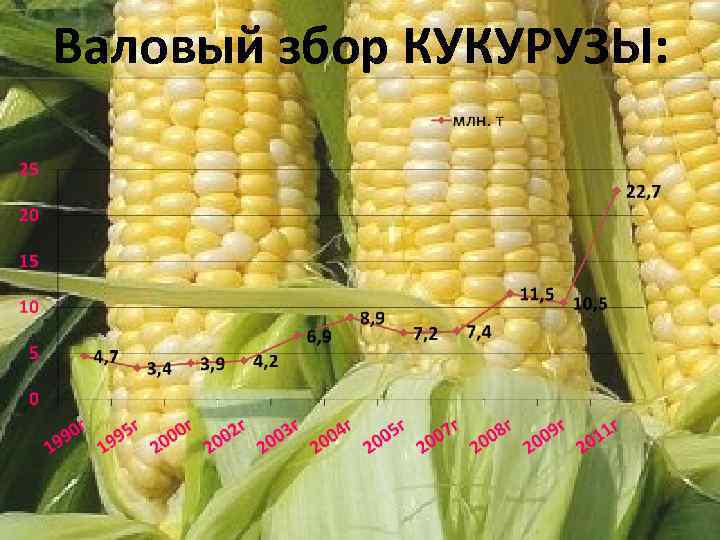 Валовый збор КУКУРУЗЫ: 