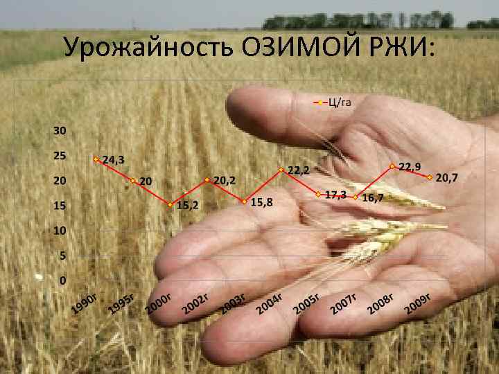 Урожайность ОЗИМОЙ РЖИ: 