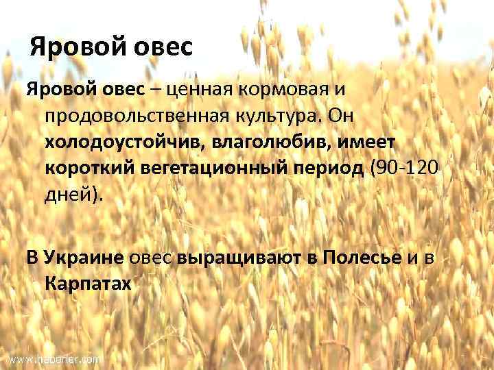 Яровой овес – ценная кормовая и продовольственная культура. Он холодоустойчив, влаголюбив, имеет короткий вегетационный