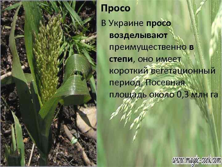 Просо В Украине просо возделывают преимущественно в степи, оно имеет короткий вегетационный период, Посевная