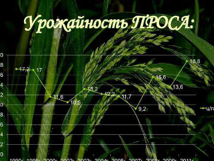 Урожайность ПРОСА: 
