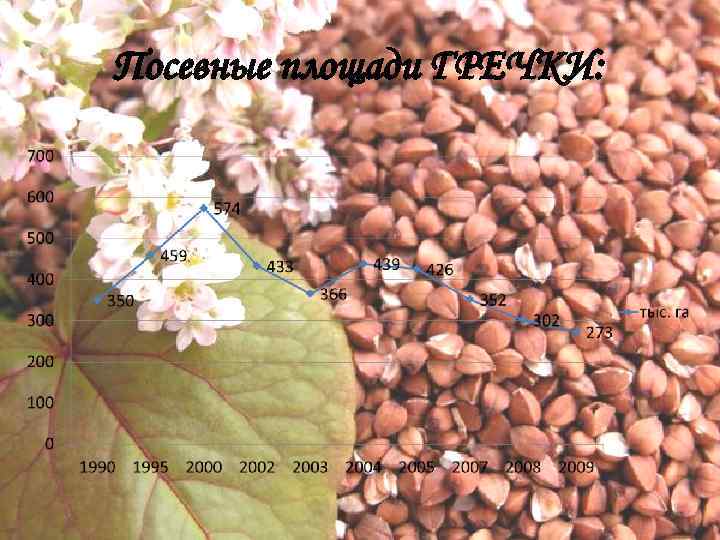 Посевные площади ГРЕЧКИ: 