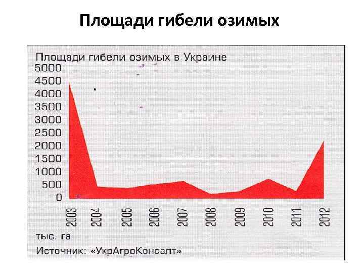 Площади гибели озимых 