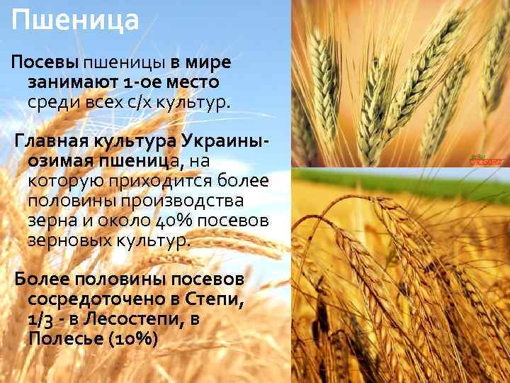 Пшеница Посевы пшеницы в мире занимают 1 -ое место среди всех с/х культур. Главная