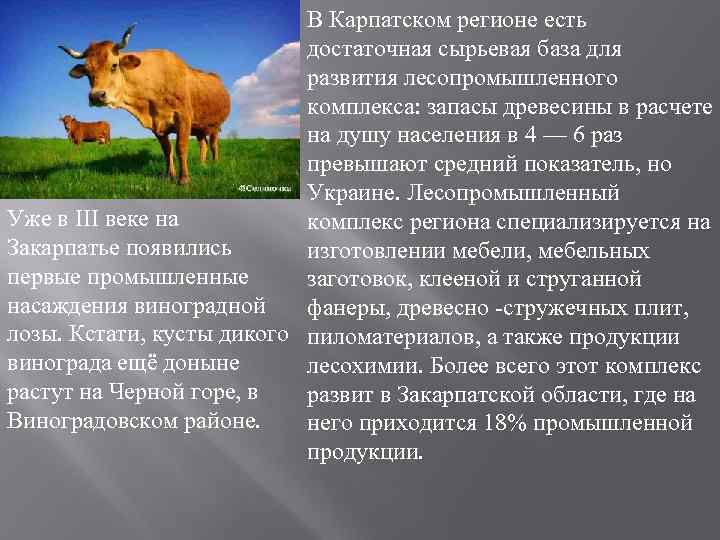 В Карпатском регионе есть достаточная сырьевая база для развития лесопромышленного комплекса: запасы древесины в