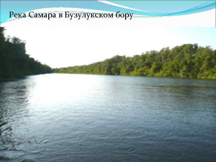 Река Самара в Бузулукском бору 11 